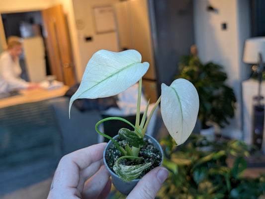 Monstera deliciosa Mint 6cm