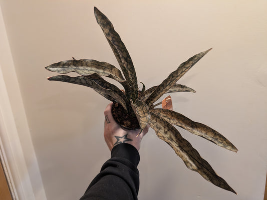 Sansevieria Coppertone 12cm