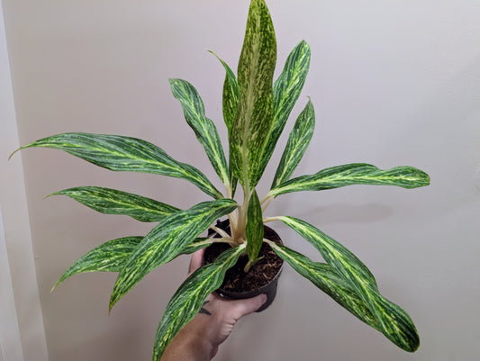 Aglaonema Sunray Green 12cm