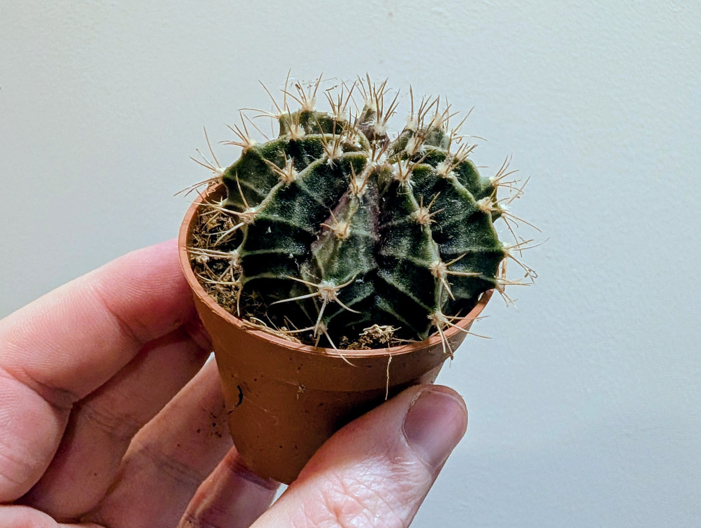 Mihanovichii Friedrichii Cactus 5.5cm