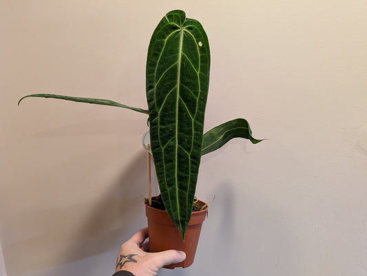 Anthurium Warocqueanum 12cm