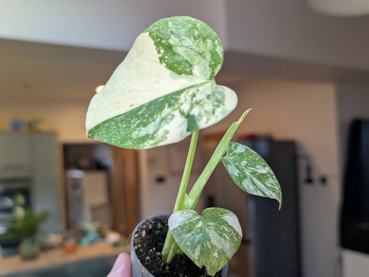 Monstera Creme Brulee 6cm