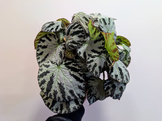 Begonia silver jewel 15cm