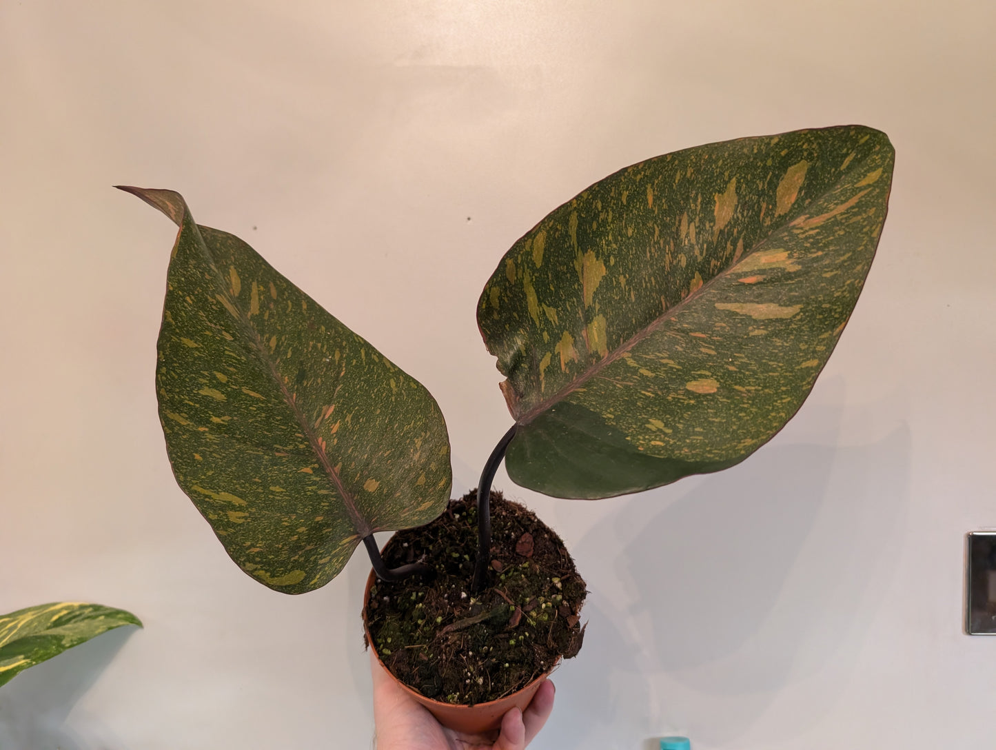 Philodendron Orange Princess 14cm