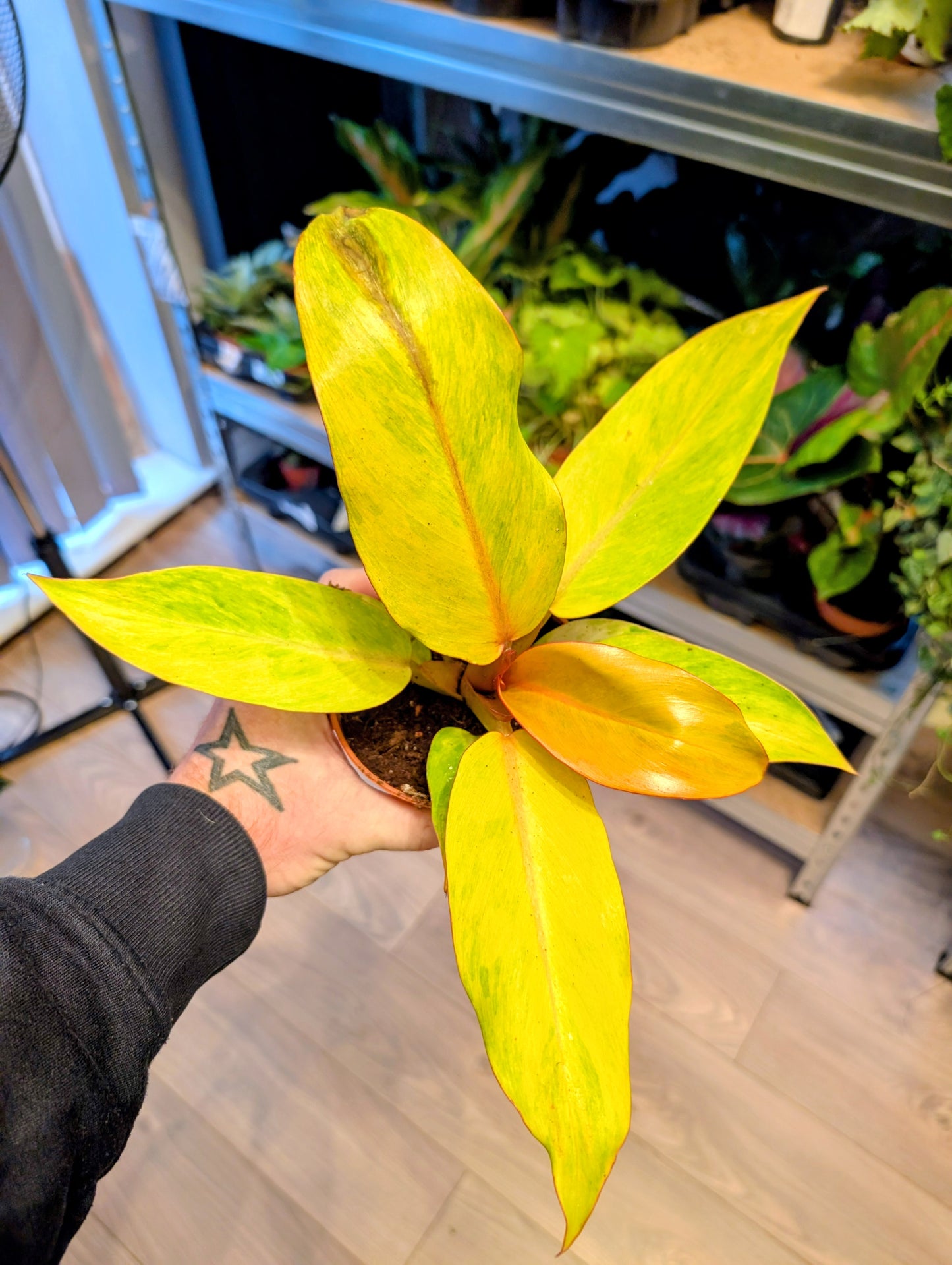 Philodendron Orange Marmalade 10.5cm Grade B