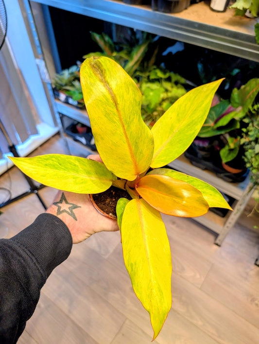 Philodendron Orange Marmalade 10.5cm Grade B