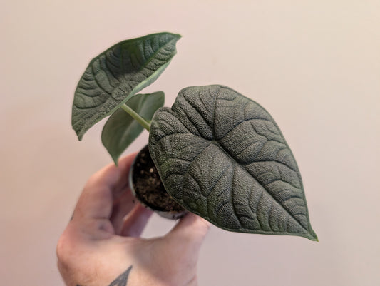 Alocasia Melo 6cm