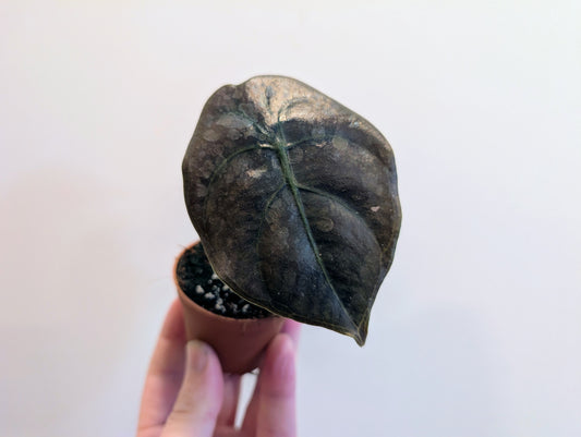 Alocasia cuprea Red Secret 6cm