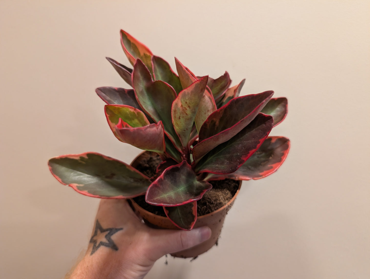 Peperomia clusiifolia Jellie 12cm