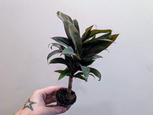 Cordyline fruticosa Purple Compacta 6cm