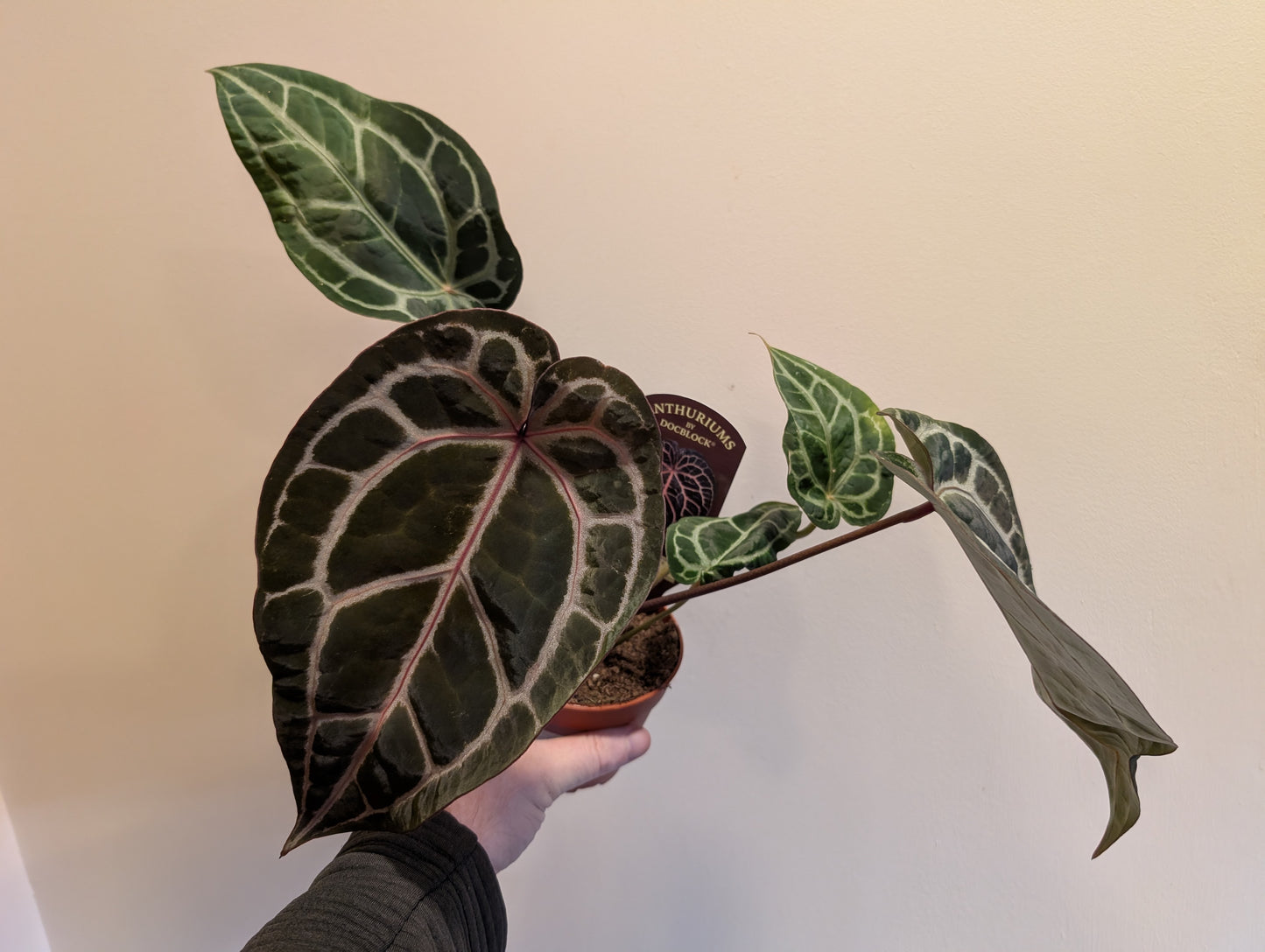 Anthurium Doc Block Michelle 9cm