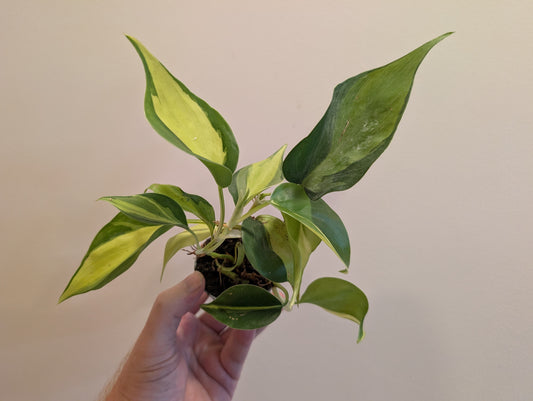 Philodendron Scandens Brasil 6cm