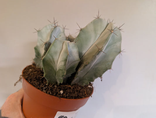 Cactus Ritterocereus Pruinosus 13cm 👻