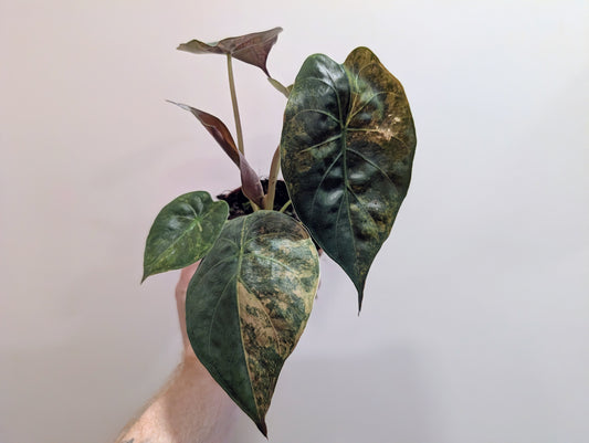 Alocasia Wentii Aurea 10.5cm