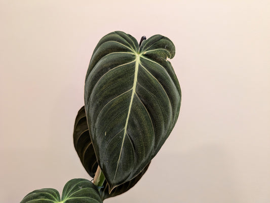 Philodendron Melanochrysum 12cm