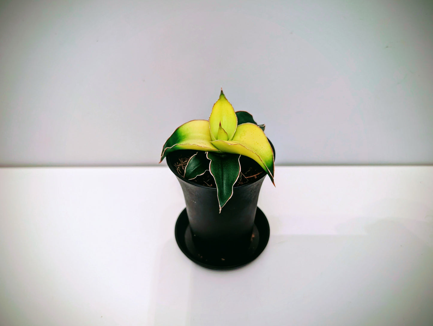 Sansevieria Star Canary 7.5cm