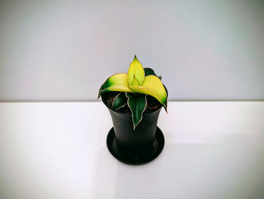 Sansevieria Star Canary 7.5cm
