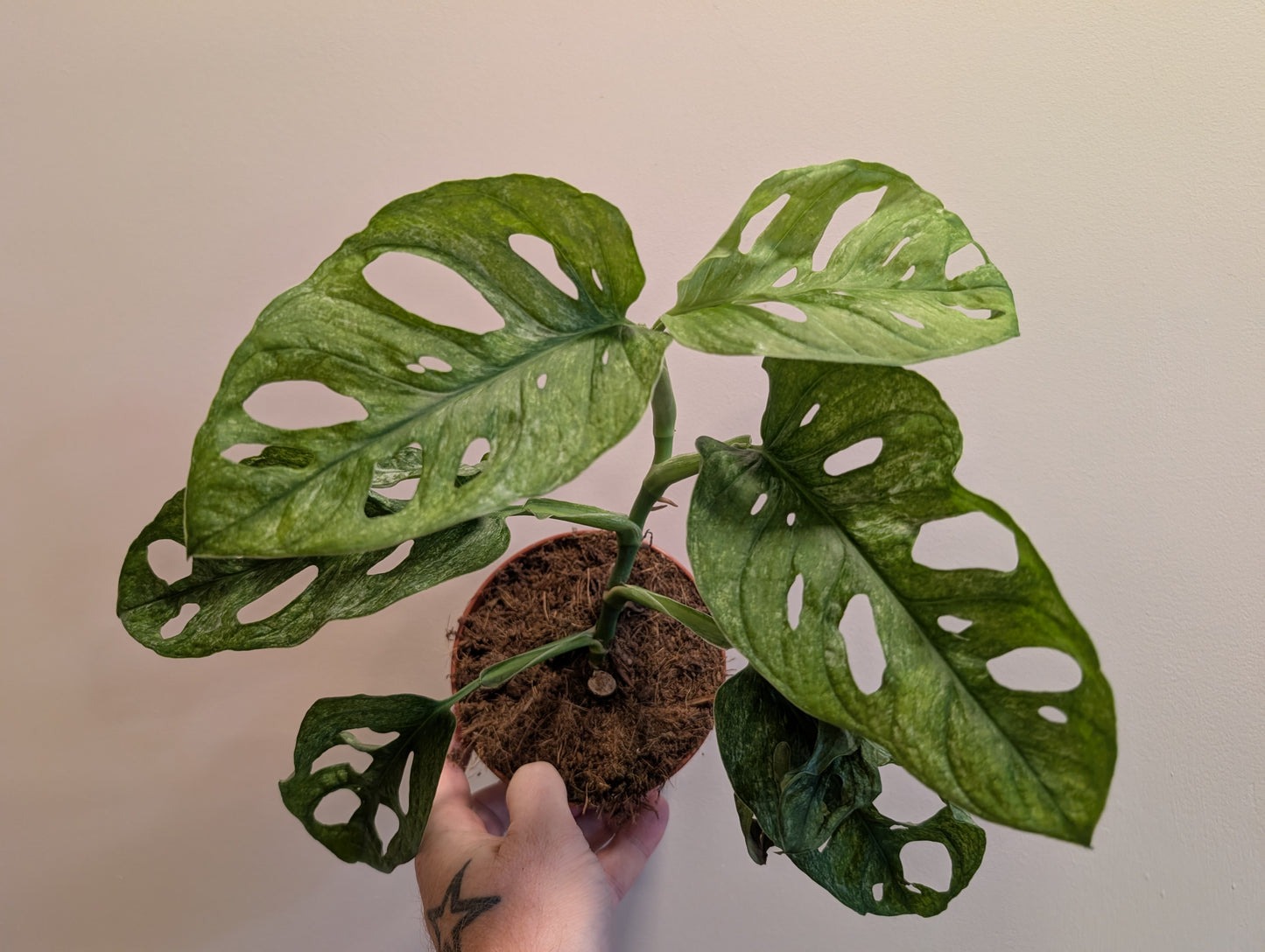 Monstera Adansonii Mint 12cm
